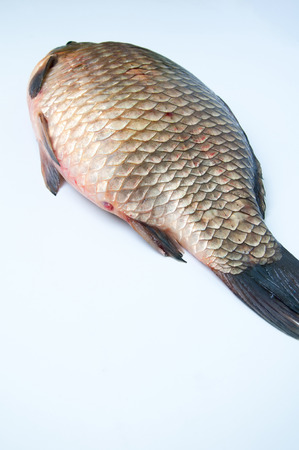 Big prussian carp isolated on whiteの写真素材