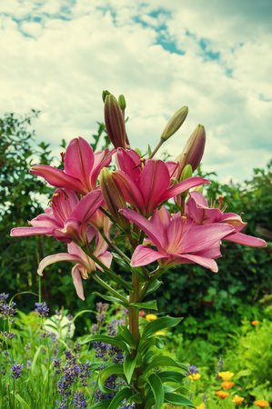 Beautiful pink amaryllis blooming in gardenの写真素材