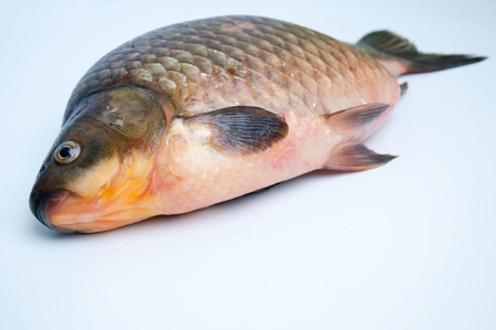 Big prussian carp isolated on whiteの写真素材