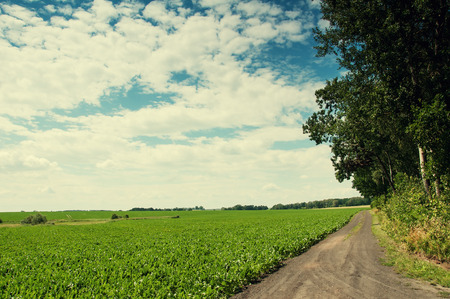 Sandy country road through the fieldsの写真素材