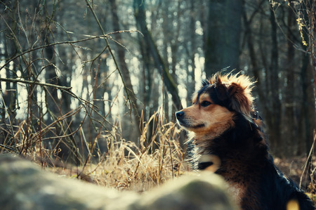 Little black dog in autumn landscapeの写真素材