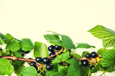 Black currant on a white backgroundの写真素材