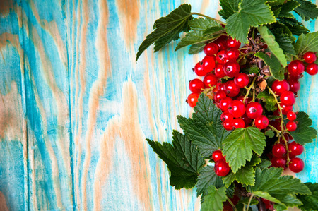Fresh redcurrant with leaves on blue woodの写真素材