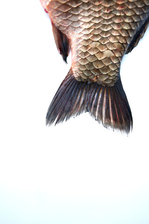 Fish tail of big prussian carp isolated on whiteの写真素材