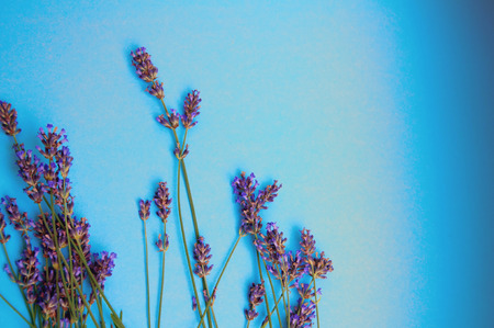 Heather flowers frame on blue backgroundの写真素材