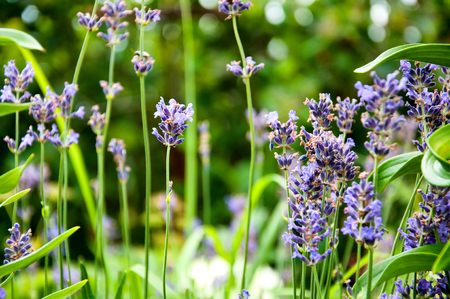 Heather flowers in garden. Selective focusの写真素材
