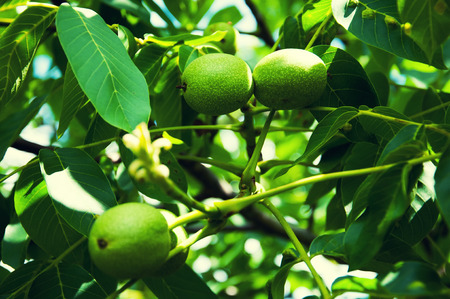 Walnut tree branches in gardenの写真素材