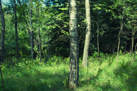 Beautiful green deciduous forestの写真素材