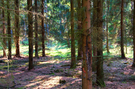 Sunlighted trees in forestの写真素材