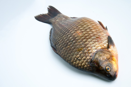 Big prussian carp isolated on whiteの写真素材