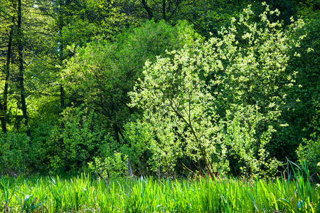White flowering tree at the edge of the forestの写真素材