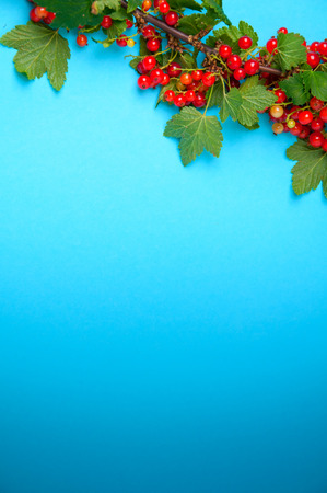 Red currant on a white backgroundの写真素材