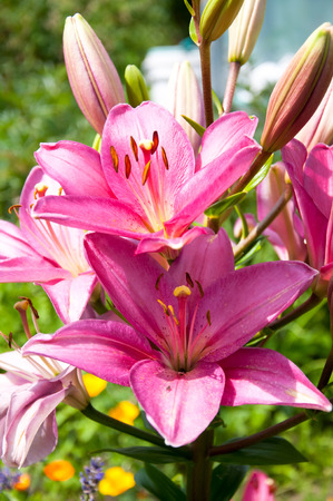 Beautiful pink amaryllis blooming in gardenの写真素材