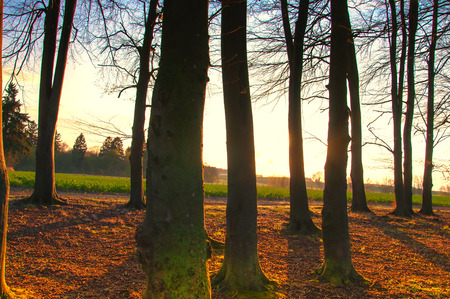 Beautiful deciduous forestの写真素材