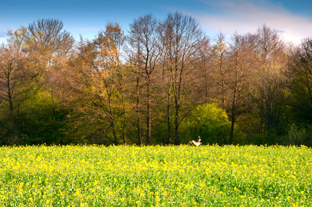 View over a young, green rapefieldの写真素材