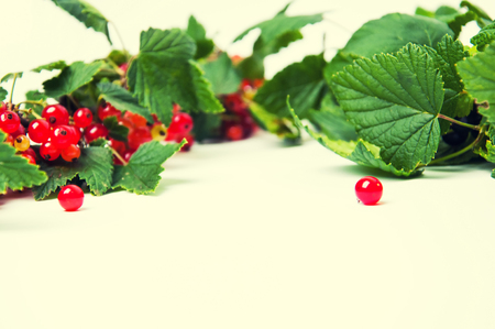 Red and black currant on a white backgroundの写真素材
