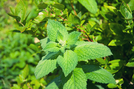 Detail of lemon balm in the gardenの写真素材