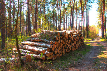 Big pile of wood in the forestの写真素材