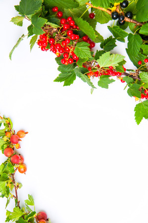 Red and black currant on a white backgroundの写真素材