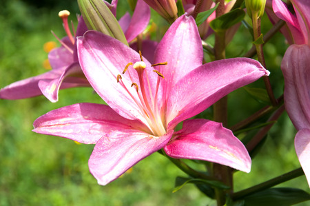 Beautiful pink amaryllis blooming in gardenの写真素材