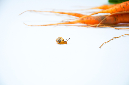 Carrots and snail on white backgroundの写真素材