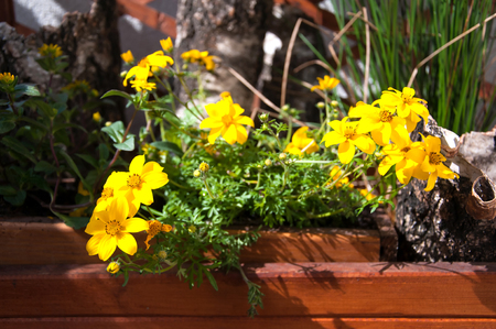 Beautiful yellow balcony flowersの写真素材
