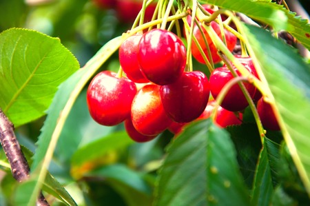 Red cherries on a tree branchの写真素材
