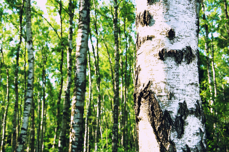 Beautiful green forest in sunの写真素材