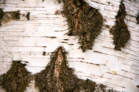 Natural background birch barkの写真素材