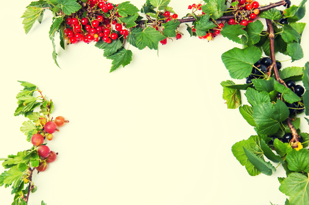 Red currant on a white backgroundの写真素材