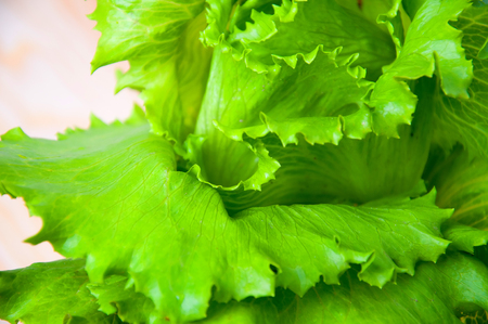 Lettuce salad isolated on a white backgroundの写真素材