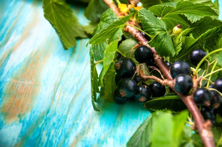 Black currant on blue wooden backgroundの写真素材