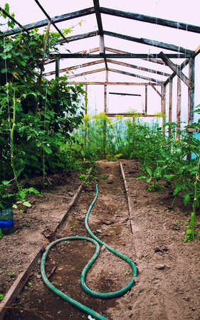 Inside of greenhouse in the gardenの写真素材