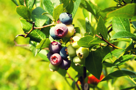 Vaccinium myrtillus young bilberry on bushの写真素材