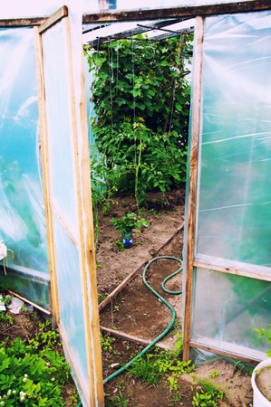 Entry to the greenhouse in the gardenの写真素材