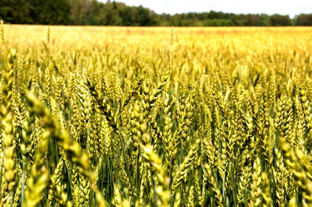 Young wheat ears and blue skyの写真素材
