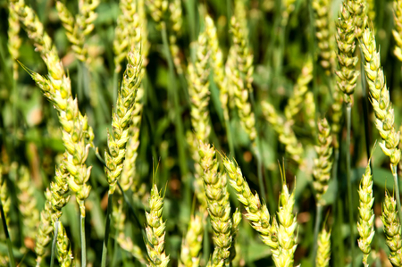 Young wheat ears and blue skyの写真素材