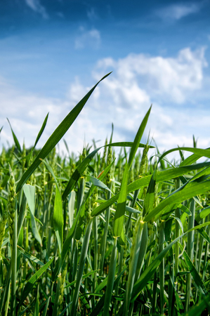Young wheat ears and blue skyの写真素材