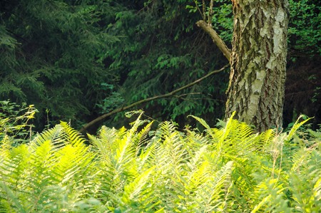 Fern in the forest on background of sunlightの写真素材