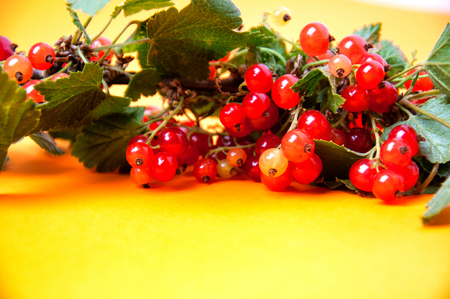 Red currant on orange backgroundの写真素材