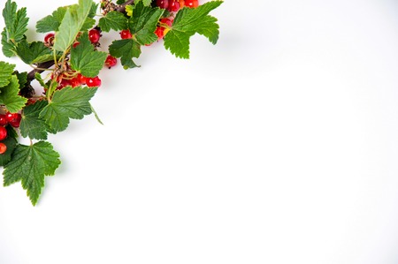 Red currant on a white background