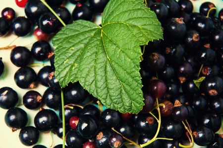 Black currant and leafの写真素材