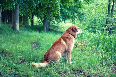 Domesticated ore mixed dog in forestの写真素材