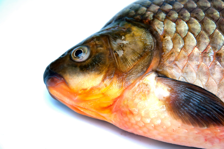 Big prussian carp isolated on whiteの写真素材