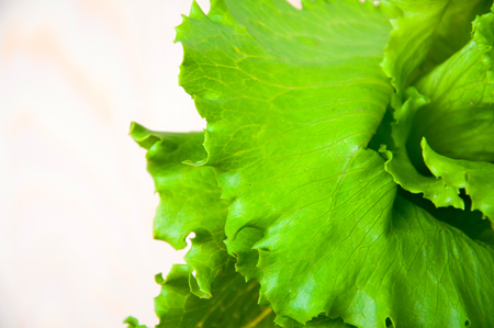 Lettuce salad isolated on a white backgroundの写真素材