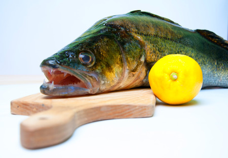Zander ready to be cooked on white backgroundの写真素材