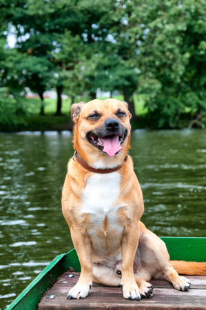 Small ore dog on fishing boatの写真素材