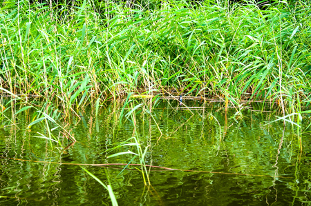 View on reed on the lakeの写真素材