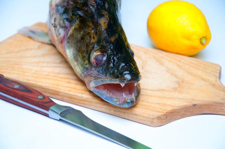 Zander ready to be cooked on white backgroundの写真素材