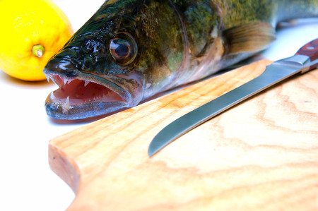 Zander ready to be cooked on white backgroundの写真素材